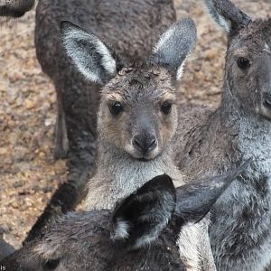 Western Grey Kangaroos in the Rain - 2014