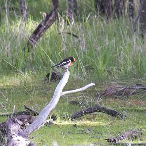 Red-capped Robin - 2014