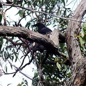 Grey Currawong - 2014