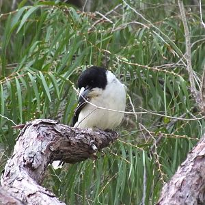 Grey Butcherbird - 2014