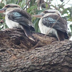 Laughing Kookaburras - 2014