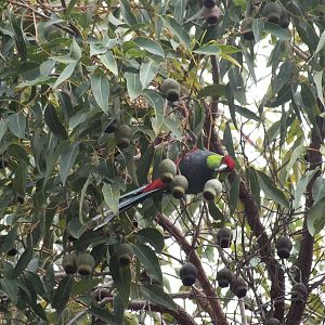 Red-capped Parrot - 2014