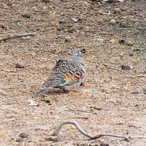 Common Bronzewing Pigeon - 2014