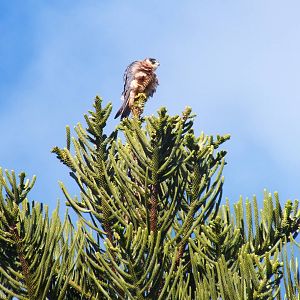 Australian Hobby - 2014