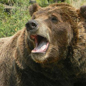 Brown bear