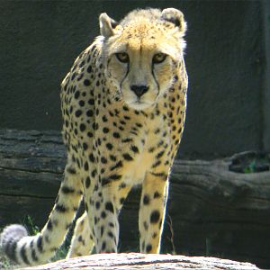 Cheetah