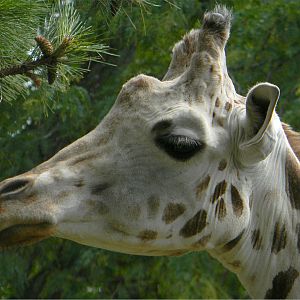 Reticulated giraffe