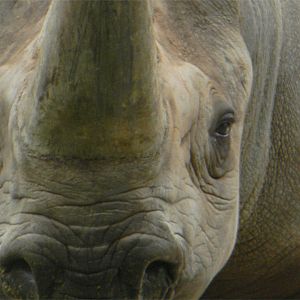 Southern Black Rhinoceros