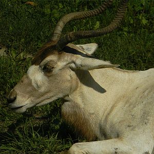 Addax