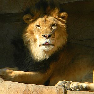 African lion