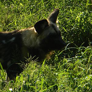 African wild dog