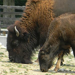American bison