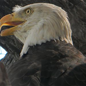 Bald eagle