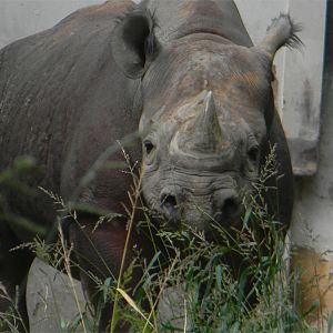 Black rhinoceros