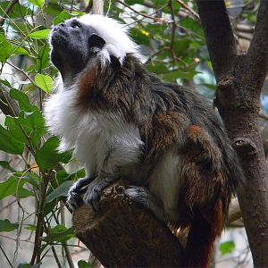 Cotton-topped tamarin