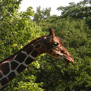Reticulated giraffe