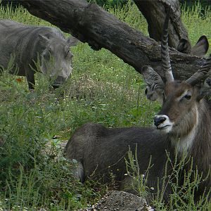 Warthog and waterbuck