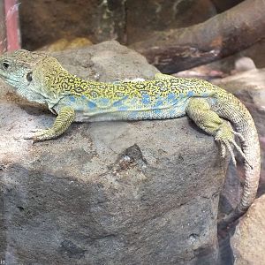 Ocellated Lizard (Timon lepidus)