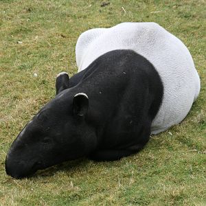 Malayan tapir