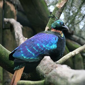 Himalayan Monal male