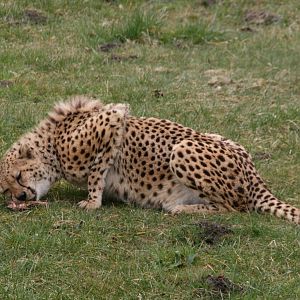 a cheetah with it's lunch