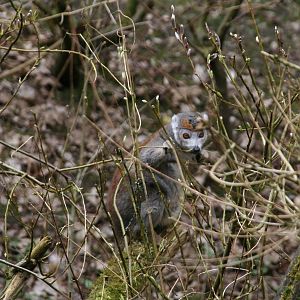 Crowned lemur