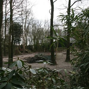 Vicuna exhibit under construction