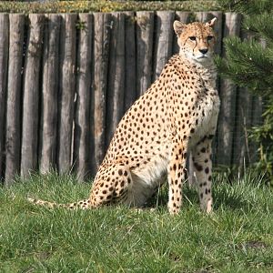 Female Cheetah