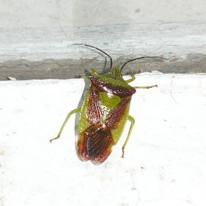 Hawthorn shield bug (Acanthosoma haemorrhoidale)
