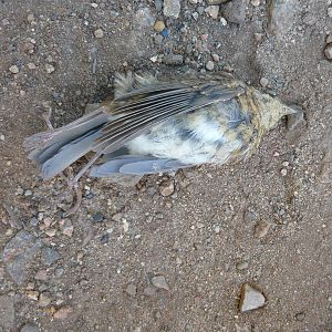 Unidentified dead songbird (DOR)