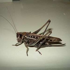 Wart-biter (Decticus verrucivorus), female, brown morph