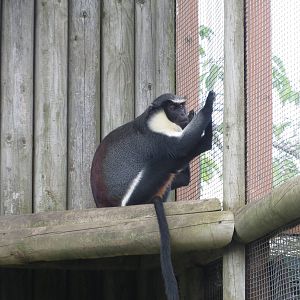 Diana Monkey 110715