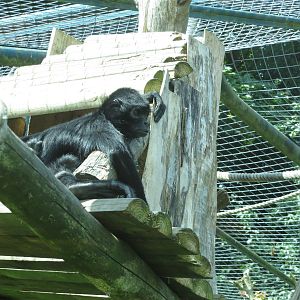 Black-headed Spider Monkey 110715