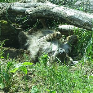 Striped Hyena 110715