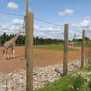 Giraffe enclosure 110715