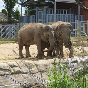 Asian Elephants 110715