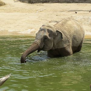 Asian Elephant 110715