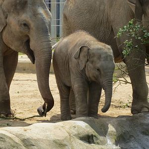 Asian Elephant 110715