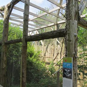 Spectacled Owl aviary 110715