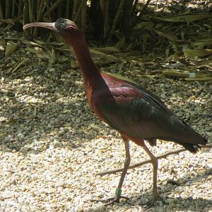 Glossy Ibis 110715