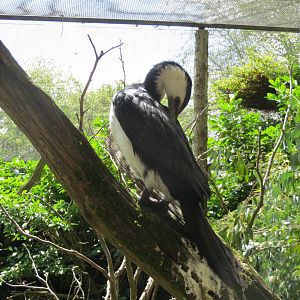 Little Pied Cormorant 110715