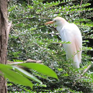 Cattle Egret 110715