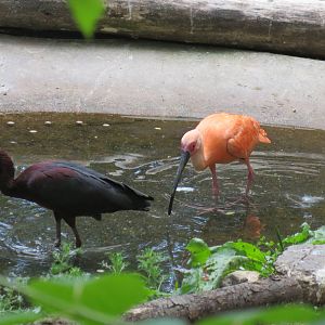 Glossy Ibis and Scarlet Ibis 110715