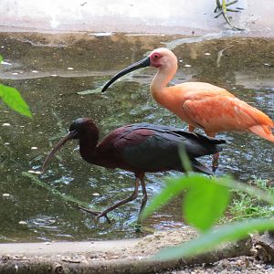Glossy Ibis and Scarlet Ibis 110715