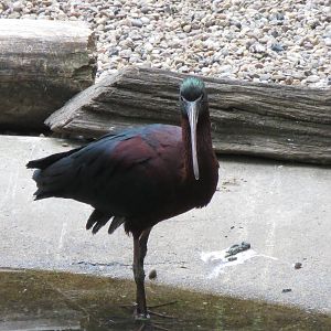 Glossy Ibis 110715