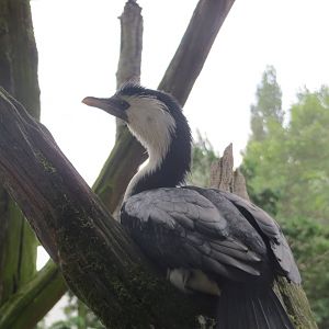 Little Pied Cormorant 110715