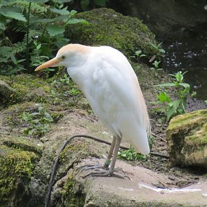 Cattle Egret 110715