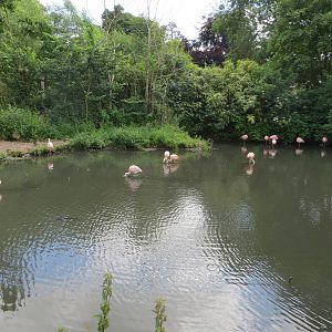 Chilean Flamingos 110715