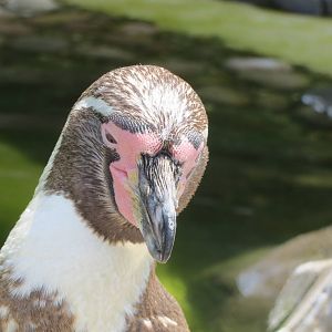 Humboldt Penguin 110715