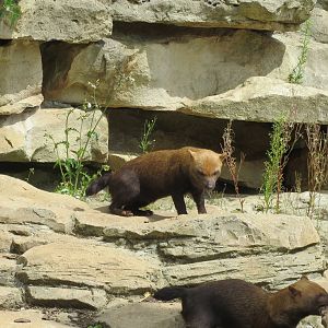 Bush Dogs 110715